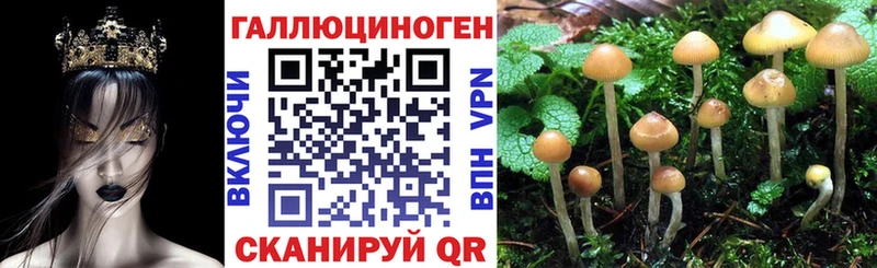 Купить закладки  Белореченск  Псилоцибиновые грибы GOLDEN TEACHER 